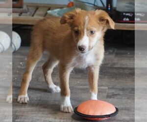 Border Collie Puppy for sale in DOUGLASS, KS, USA