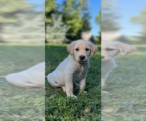 Labrador Retriever Puppy for sale in EXCELSIOR, MN, USA