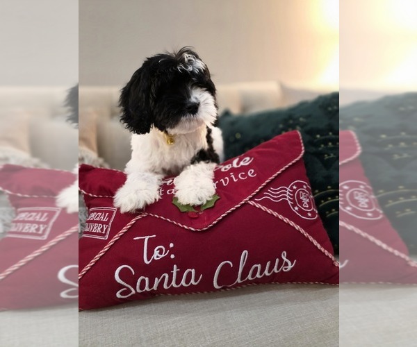 Medium Photo #1 Cavapoo (Miniature) Puppy For Sale in CITRUS HEIGHTS, CA, USA