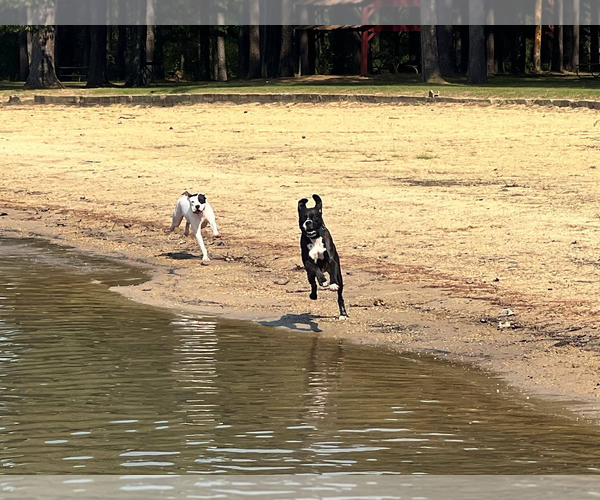 Medium Photo #7 Boxer Puppy For Sale in Dumont, NJ, USA