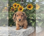 Small Photo #1 Dachshund Puppy For Sale in CANOGA, NY, USA