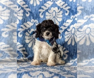 Cavapoo Puppy for sale in NOTTINGHAM, PA, USA