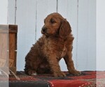 Small Photo #11 Irish Doodle Puppy For Sale in GREENCASTLE, PA, USA