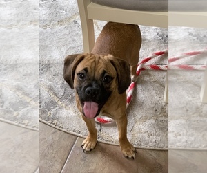 Puggle Dogs for adoption in WILLIAMSTOWN, NJ, USA