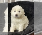 Small #4 Great Pyrenees