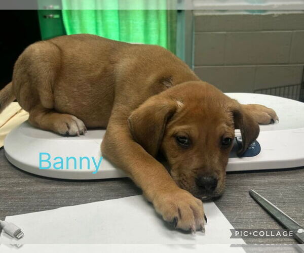 Medium Photo #1 Labrador Retriever-Unknown Mix Puppy For Sale in SHERBURNE, NY, USA