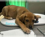 Small Labrador Retriever Mix
