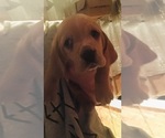Small Photo #9 Basset Hound Puppy For Sale in GOODSPRING, TN, USA