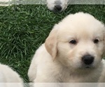 Small Photo #2 Golden Retriever Puppy For Sale in PURDY, MO, USA