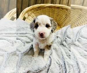 Aussiedoodle Miniature  Puppy for sale in HAMILTON, MI, USA