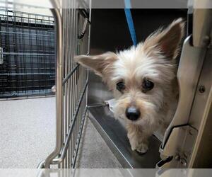 Mutt Dogs for adoption in Pasadena, CA, USA