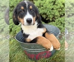 Small #3 Bernese Mountain Dog