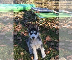 Siberian Husky Puppy for sale in HILLMAN, MI, USA