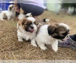 Small Photo #19 Shih Tzu Puppy For Sale in VENETA, OR, USA