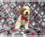 Small #1 Cockapoo (Miniature)