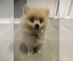 Pomeranian Puppy for sale in ST HEIGHTS, MI, USA