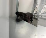 Small Labrador Retriever
