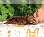 Small #4 ShihPoo
