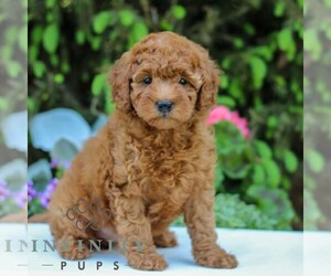 Goldendoodle (Miniature) Puppy for sale in EAST EARL, PA, USA