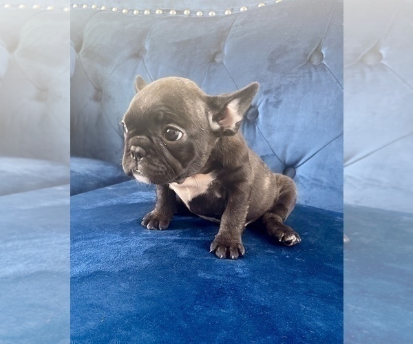 Medium Photo #15 French Bulldog Puppy For Sale in MALIBU, CA, USA