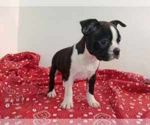 Medium Boston Terrier