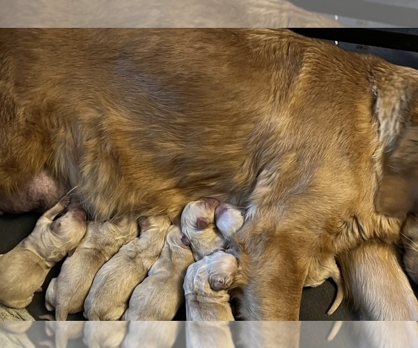 Medium Photo #10 Golden Retriever Puppy For Sale in NEOLA, WV, USA