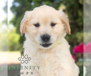 Golden Retriever Puppy for sale in NEWPORT, PA, USA