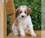 Small #4 Goldendoodle (Miniature)