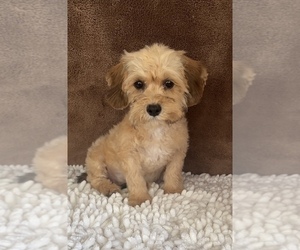 Cavapoo Puppy for Sale in MARTINSVILLE, Indiana USA