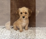 Small Cavapoo