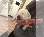 Small Photo #22 Labrador Retriever Puppy For Sale in ESCONDIDO, CA, USA