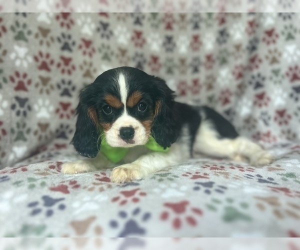 Medium Photo #8 Cavalier King Charles Spaniel Puppy For Sale in LAKELAND, FL, USA