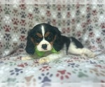Small #7 Cavalier King Charles Spaniel