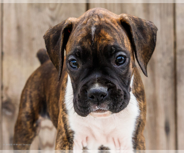 Medium Photo #47 Boxer Puppy For Sale in WAKARUSA, IN, USA
