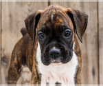 Small #1 Boxer