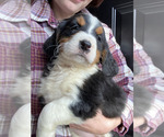 Puppy Puppy 2 Bernese Mountain Dog-Brittany Mix