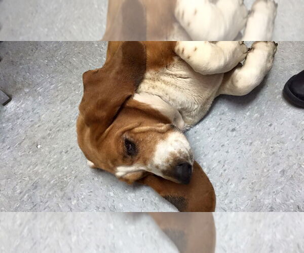 Medium Photo #12 Basset Hound Puppy For Sale in Carrollton, TX, USA