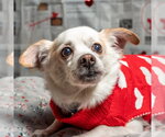 Small #14 Chihuahua Mix