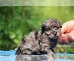 Small #3 Poodle (Toy)