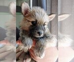 Small Photo #27 Pomsky Puppy For Sale in LOVELAND, CO, USA