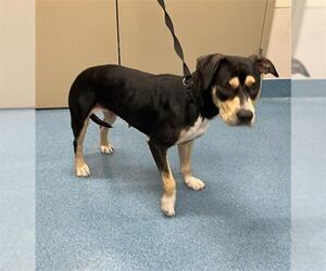 American Pit Bull Terrier Dogs for adoption in Pearland, TX, USA