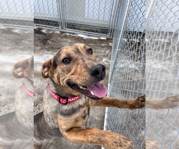 Medium Photo #4 Mutt Puppy For Sale in Calgary, Alberta, Canada