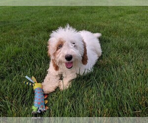 Cavapoo Puppy for sale in FREDERICKSBURG, OH, USA