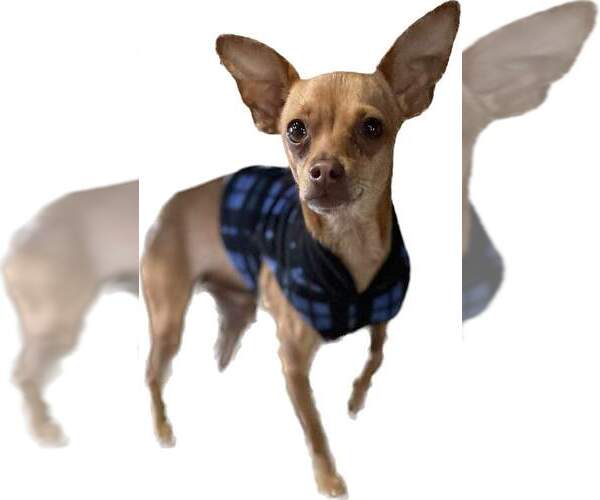 Medium Photo #3 Chihuahua-Unknown Mix Puppy For Sale in Aurora, IN, USA