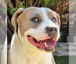 Small American Staffordshire Terrier