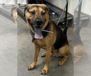 Beagle-Chow Chow Mix Dogs for adoption in Forestville, MD, USA
