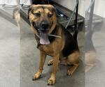 Small Beagle-Chow Chow Mix