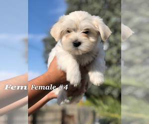 Maltese-Maltipoo Mix Puppy for sale in LITTLEROCK, CA, USA