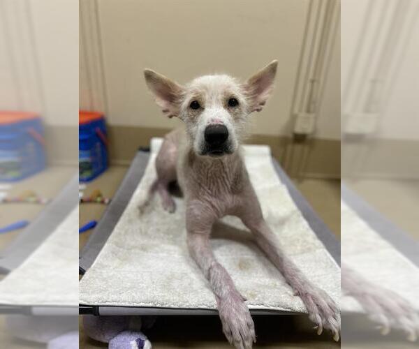 Medium Photo #1 German Shepherd Dog Puppy For Sale in Chula Vista, CA, USA