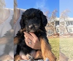 Small Photo #6 Bordoodle Puppy For Sale in CABERY, IL, USA